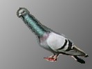 首長鳩